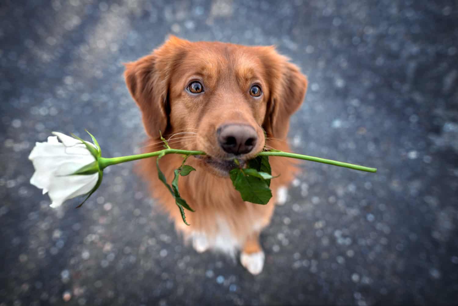 Dog and flower