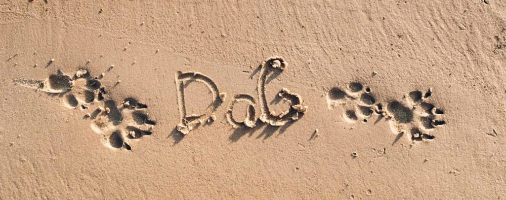 Dog and Sand