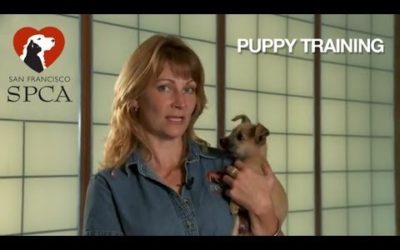 Puppy training: What to know before adopting a dog
