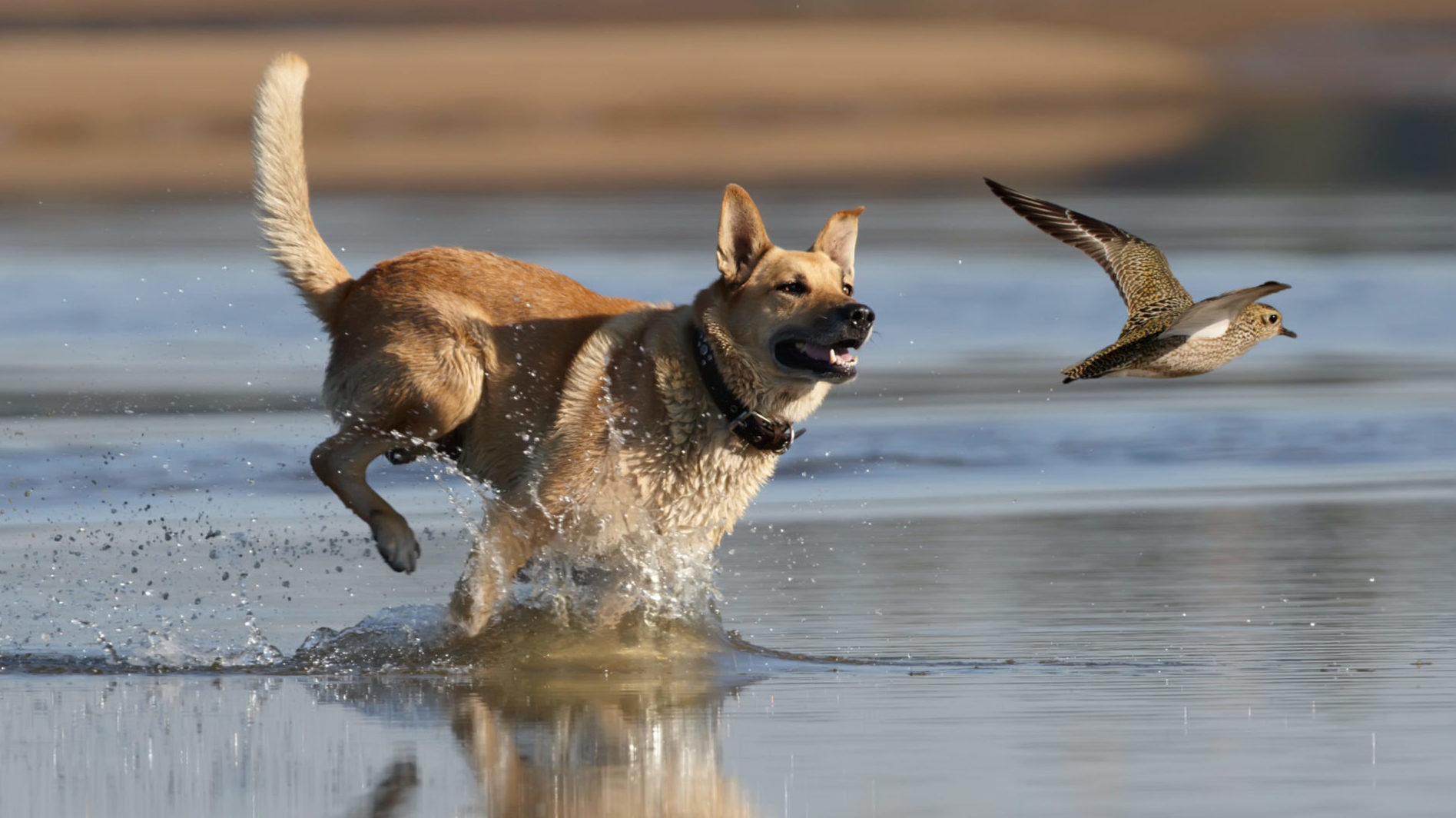 Dog and bird in water
