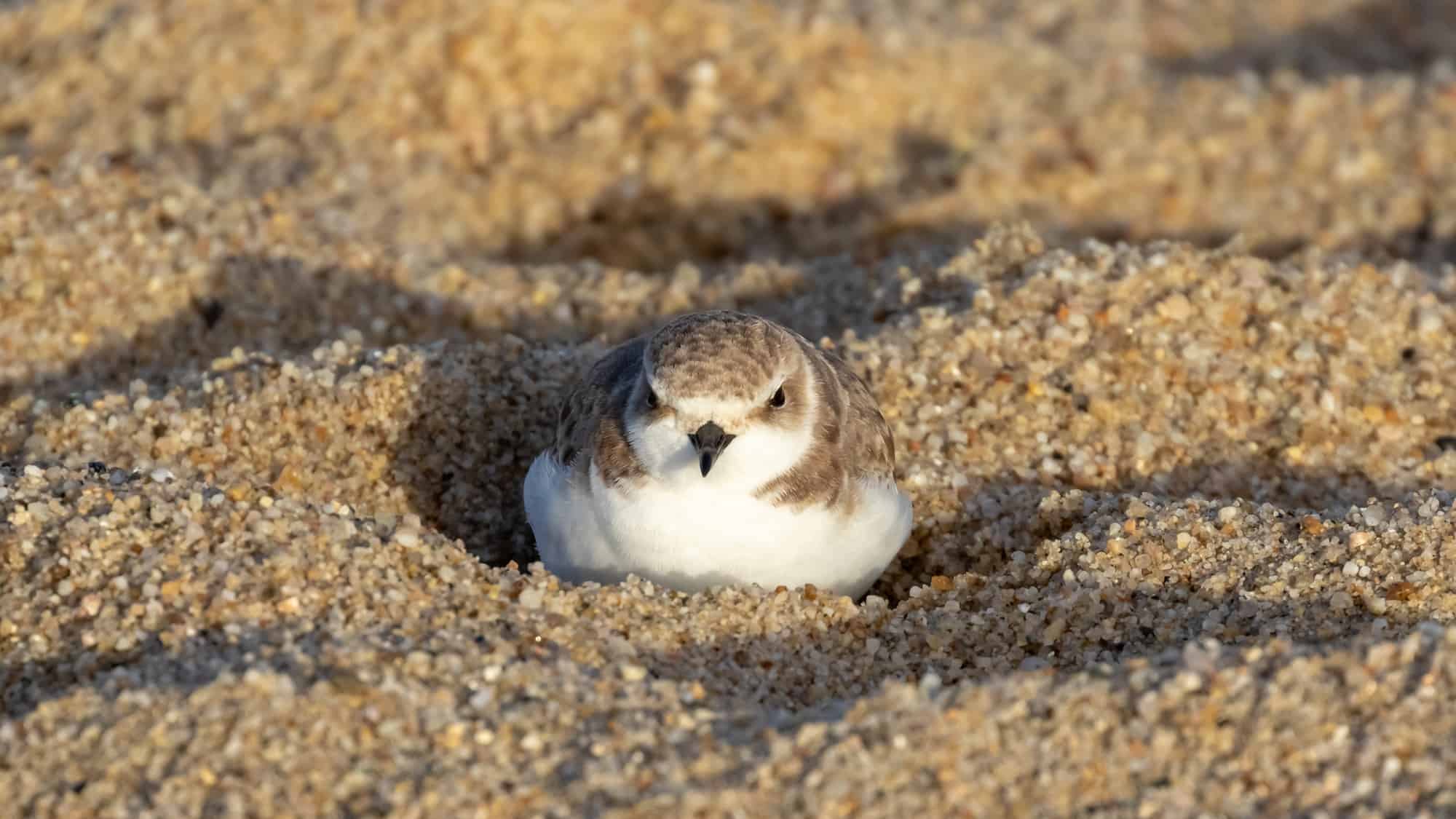 plover in sand